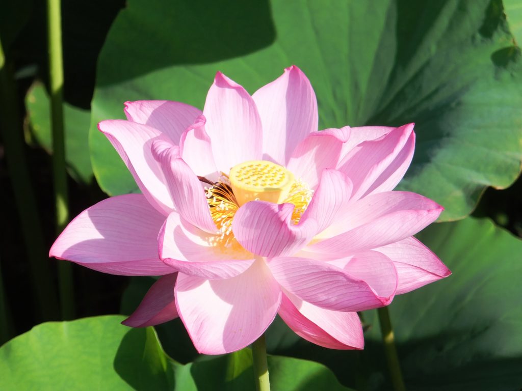 About summer, procrastination and a lotus flower Madame In Japan