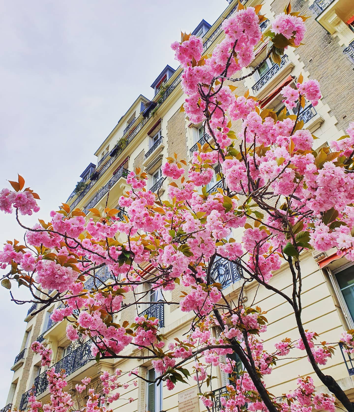 Sunday walk in Monmartre 🎨
.
.
.
.
.
#rediscoveringparis #paris #parisjetaime #jaimeparis #walkinparis #printemps #spring #weekendvibes #outdoors #coldoutside #pink #パリ
