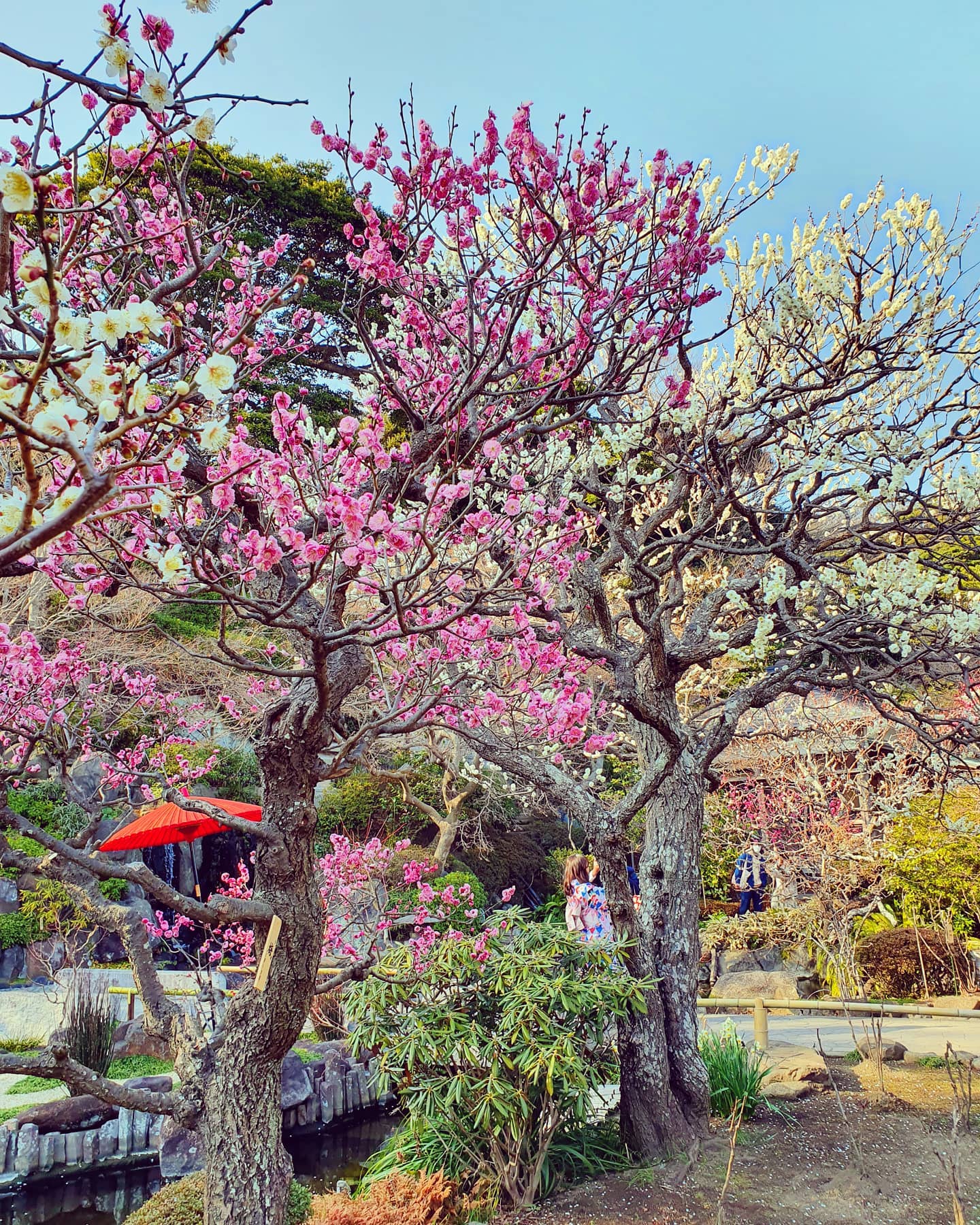 Today, in Kamakura. I did not expect this on Feb. 7! 😍
I like that winters are short in Tokyo area, autumn leaves last until mid-late December and then you have flowers that start to bloom in late January (like camelia), others follow, and spring seems to come earlier 💮🌸🌺
.
.
.
.
.
#weekend #weekendvibes #firstblossom #beautiful #springiscoming #lifeisbeautiful #lifeintokyo #japan #japon #printemps #blossoms #nature #beautifulday #kamakura #waitingforspring #happymoments #outdoors #outofthecity #dayout #photooftheday #鎌倉 #鎌倉