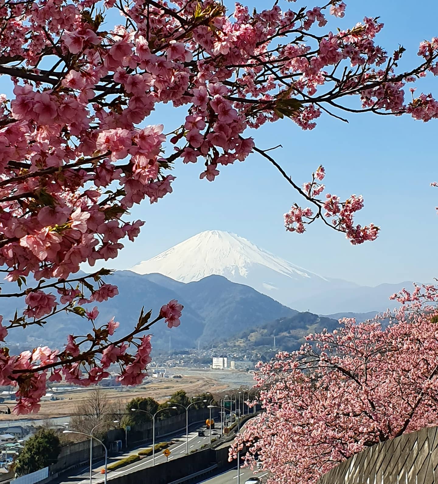 Early cherry blossom and Mt Fuji, more photos in the new blog post 🌸🗻📸
.
.
.
.
.
#iconic #view #cherryblossom #kawazuzakura #mtfuji #fujisan #springiscoming #springisintheair #weekend #traveljapan #ig_japan #beautiful  #nature #outdoors #naturephotography #japan #japon #printemps #fleurdecerisier #週末 #富士山 #桜の花